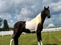 घोड़ा, Tennessee Walking Horse — फ़ोटो 3