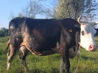 Tehén, Holstein fajta — 5. fotó