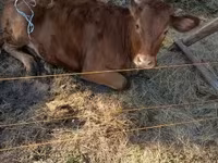 Bika, Limousin tehén — 5. fotó