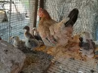 Chickens — फ़ोटो 3