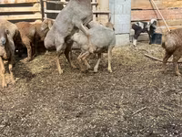 Owca, Arashan sheep — zdjęcie 3