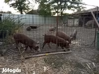 Kan, Sertések — 3. fotó