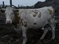 Kuh, Simmental cattle — Foto 1