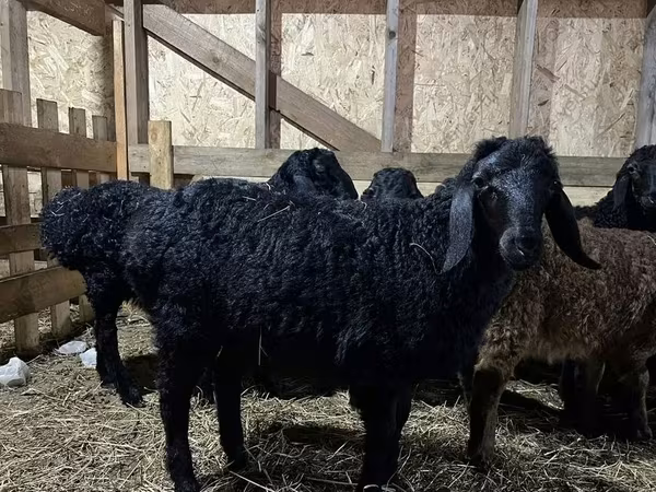 Kos, Baerchuke sheep