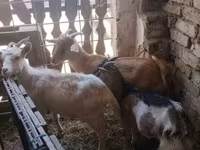 Cabras (lote, sexo no especificado), Cabras — foto 4