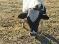 ثور, Russian Black pied cattle — الصورة 5