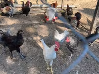Marans — 6. fotó
