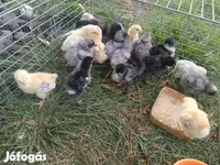 براهما — الصورة 8