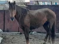 Yegua, Caballos — foto 5