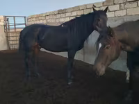 حصان, Kushum Horse — الصورة 6