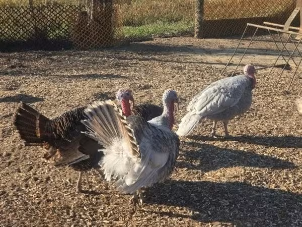 Turkeys — Ungarn