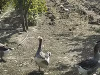 Geese — photo 5