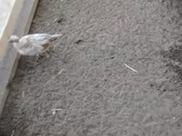 gallina danesa — foto 4