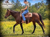 Klisna, Quarter Horse — foto 1