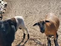 母羊, Cameroon sheep — 照片 1