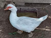 pato criollo doméstico — foto 2