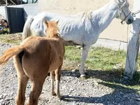 Kobyła, Horse breed — zdjęcie 3