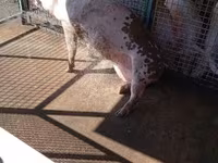 母猪, Pigs — 照片 6