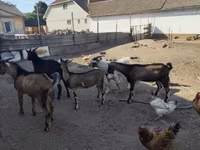 Goat, Goats — photo 1