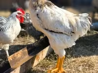 Chickens — 1. fotó