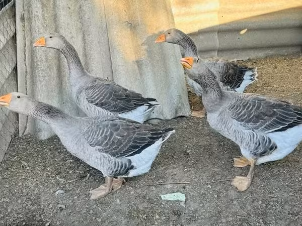 Geese — Ungarn