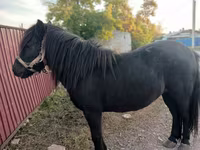 Mare, Shetland Pony — photo 2