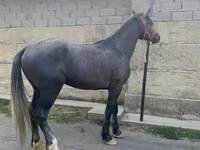 Hing, Kustanai horse — 2. fotó
