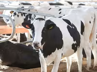 Krava, Swiss cattle — foto 6