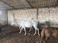 Jument, Chevaux — photo 3