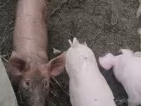 公猪, Пьетрен — 照片 6