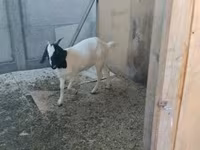 母山羊, Nubian Goat — 照片 4
