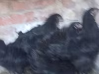 Australorp — zdjęcie 1
