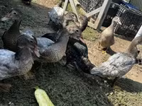 Ducks — photo 1
