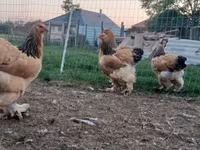 Brahma — foto 5