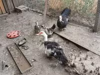 Ducks — photo 3