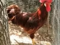 Chickens — Foto 3