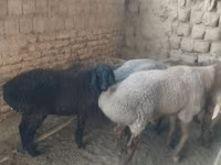 Owca, Owce — zdjęcie 2