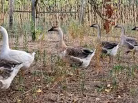 Geese — foto 5