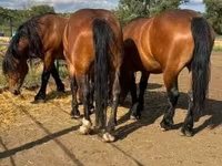 母马, Horses — 照片 1