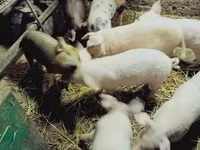Sow, Pigs — photo 2