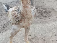 Chickens — الصورة 1