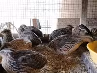 Quails — photo 3