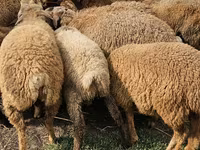 Owce (partia, płeć nieokreślona), Karabakh sheep — zdjęcie 2