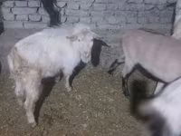 Kozioł, Saanen goat — zdjęcie 1