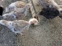 Turkeys — Foto 2