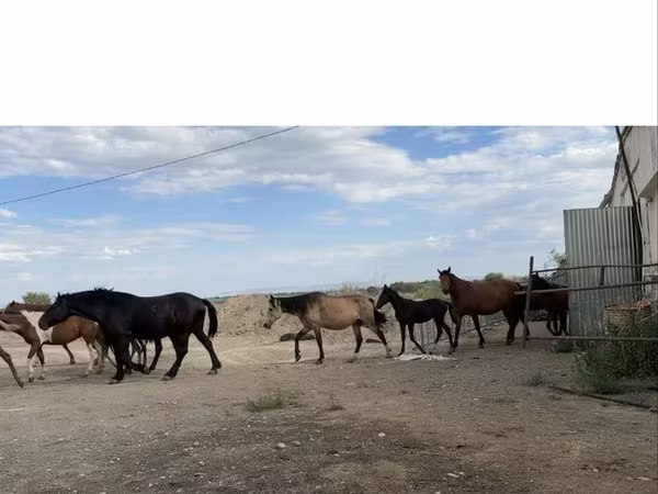 Бие, Horse breed