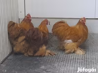 Pekin Bantam — 4. fotó