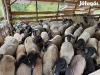 Schaf, Tsigai sheep — Foto 2