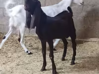 Koza, Kamori goats — zdjęcie 4