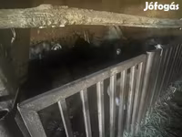 母羊, Cameroon sheep — 照片 5